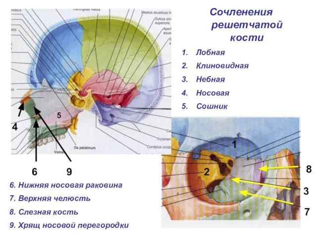 Сочленения решетчатой кости Лобная Клиновидная Небная Носовая Сошник 1 2 3