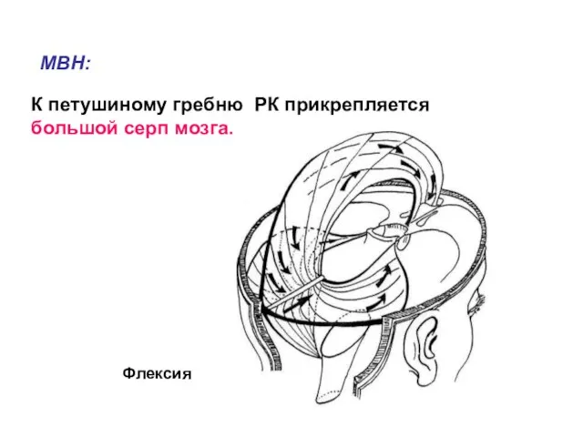 К петушиному гребню РК прикрепляется большой серп мозга. МВН: Флексия