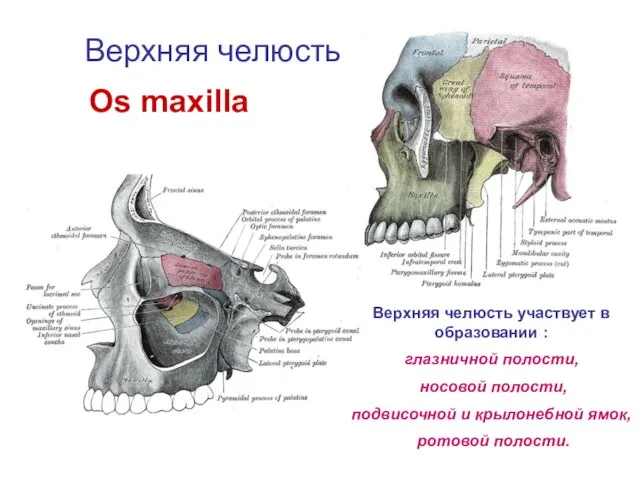 Верхняя челюсть Os maxilla Верхняя челюсть участвует в образовании : глазничной