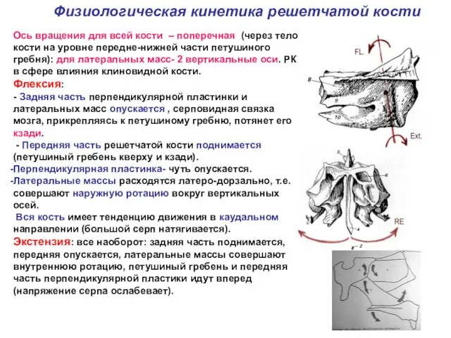 Физиологическая кинетика решетчатой кости Ось вращения для всей кости – поперечная