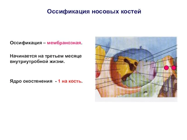 Оссификация носовых костей Оссификация – мембранозная. Начинается на третьем месяце внутриутробной