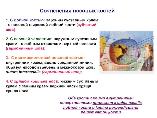 1. С лобной костью: верхним суставным краем - с носовой вырезкой