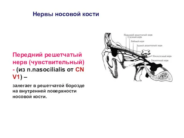 Нервы носовой кости Передний решетчатый нерв (чувствительный) - (из n.nasocilialis от