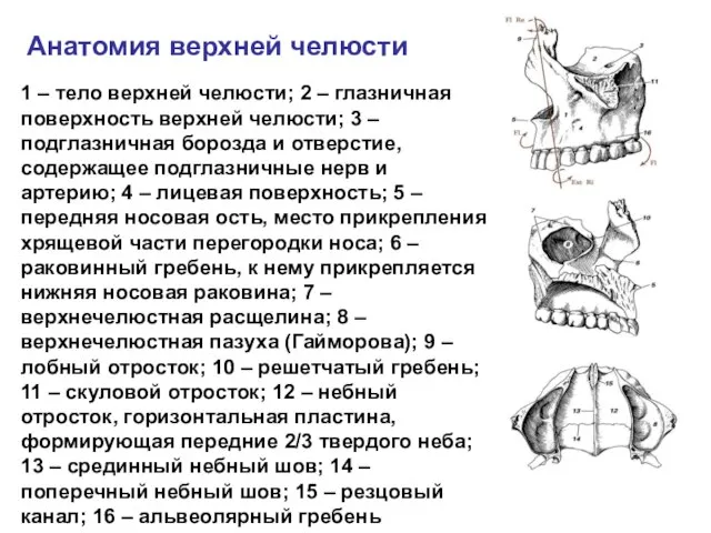 Анатомия верхней челюсти 1 – тело верхней челюсти; 2 – глазничная