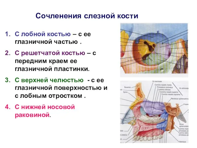 Сочленения слезной кости С лобной костью – с ее глазничной частью