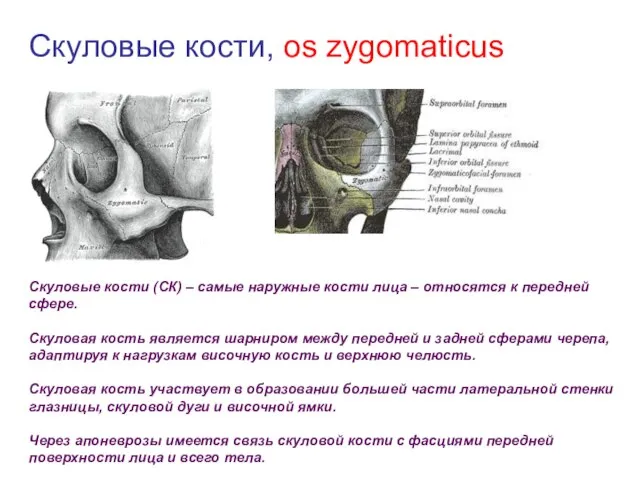 Скуловые кости, os zygomaticus Скуловые кости (СК) – самые наружные кости