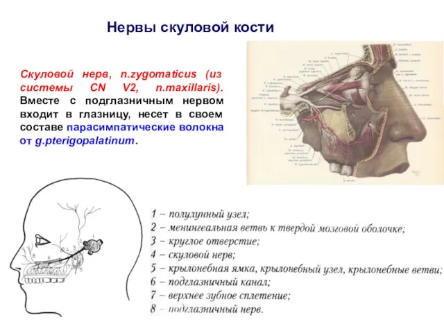 Нервы скуловой кости Скуловой нерв, n.zygomaticus (из системы CN V2, n.maxillaris).