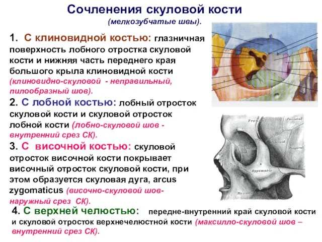 Сочленения скуловой кости (мелкозубчатые швы). 1. С клиновидной костью: глазничная поверхность