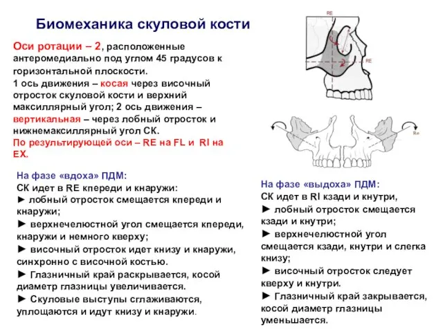 Биомеханика скуловой кости Оси ротации – 2, расположенные антеромедиально под углом