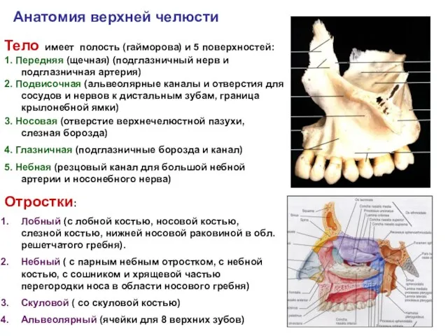 Анатомия верхней челюсти 3. Носовая (отверстие верхнечелюстной пазухи, слезная борозда) 4.