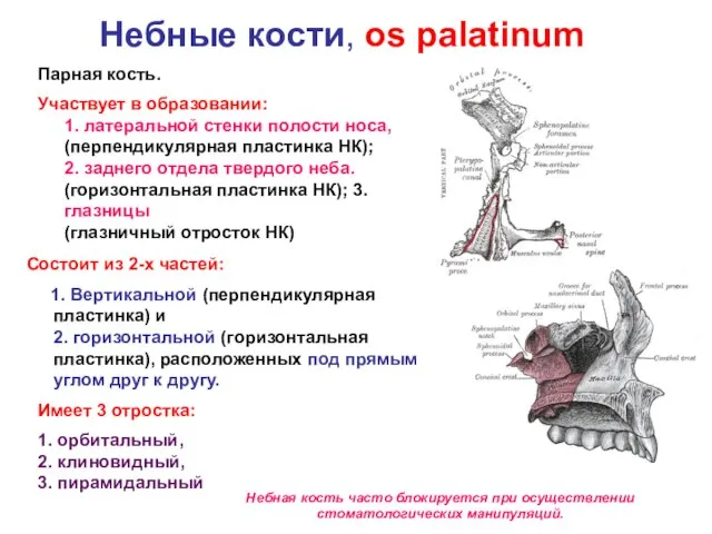 Небные кости, os palatinum Парная кость. Участвует в образовании: 1. латеральной