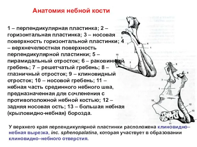 Анатомия небной кости 1 – перпендикулярная пластинка; 2 – горизонтальная пластинка;