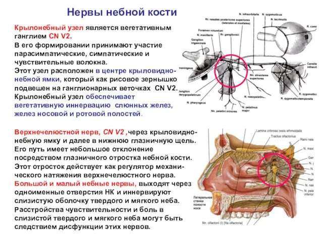 Нервы небной кости Крылонебный узел является вегетативным ганглием CN V2. В