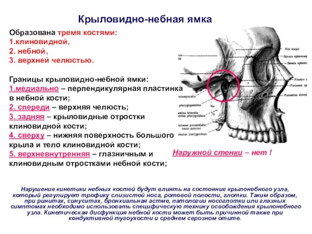 Крыловидно-небная ямка Образована тремя костями: 1.клиновидной, 2. небной, 3. верхней челюстью.