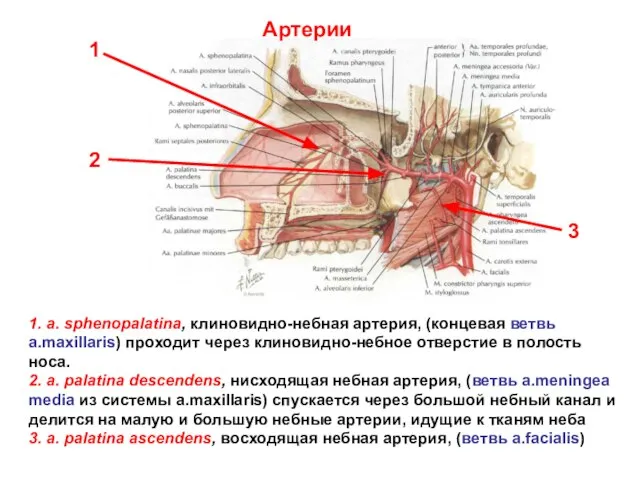 1. a. sphenopalatina, клиновидно-небная артерия, (концевая ветвь a.maxillaris) проходит через клиновидно-небное
