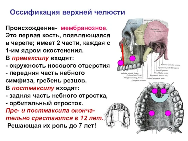 Оссификация верхней челюсти Происхождение- мембранозное. Это первая кость, появляющаяся в черепе;