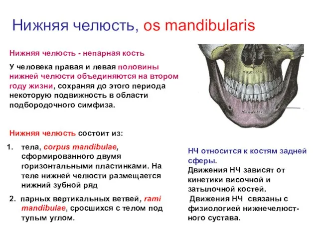 Нижняя челюсть, os mandibularis Нижняя челюсть - непарная кость У человека