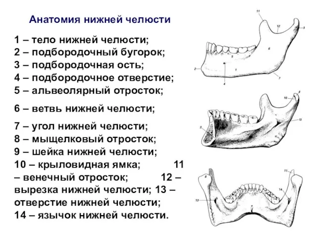 Анатомия нижней челюсти 1 – тело нижней челюсти; 2 – подбородочный