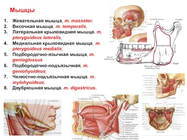 Мышцы Жевательная мышца, m. masseter; Височная мышца, m. temporalis, Латеральная крыловидная