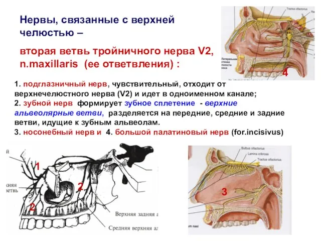 Нервы, связанные с верхней челюстью – вторая ветвь тройничного нерва V2,