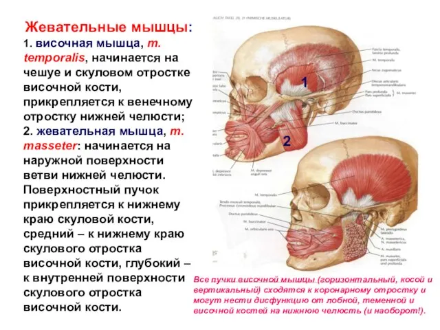 Жевательные мышцы: 1. височная мышца, m. temporalis, начинается на чешуе и