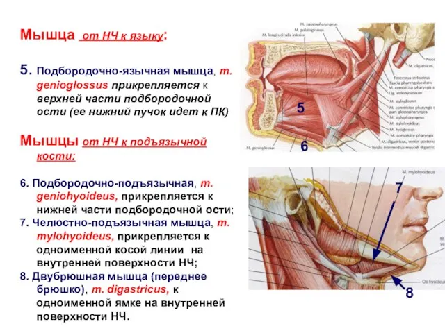 Мышца от НЧ к языку: 5. Подбородочно-язычная мышца, m. genioglossus прикрепляется