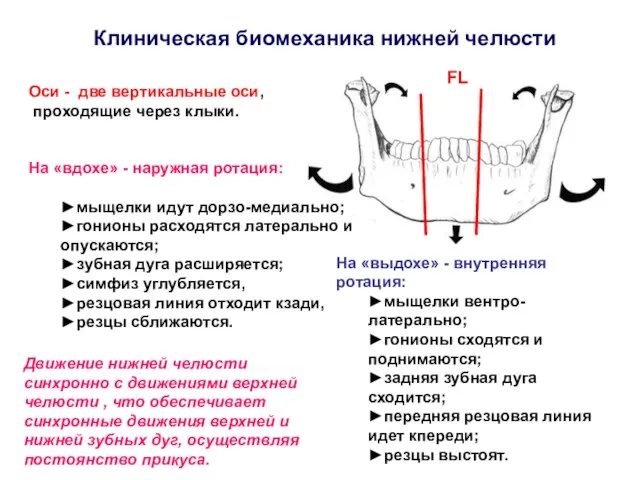 Клиническая биомеханика нижней челюсти Оси - две вертикальные оси, проходящие через