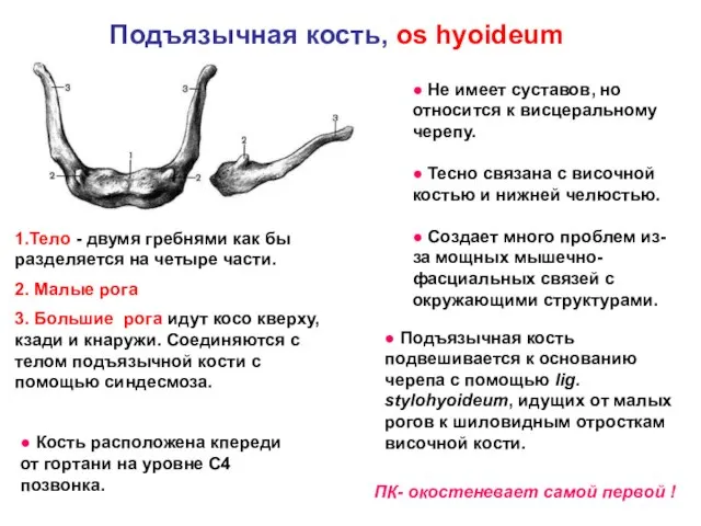 Подъязычная кость, os hyoideum ● Не имеет суставов, но относится к