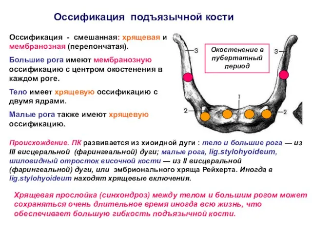 Оссификация подъязычной кости Оссификация - смешанная: хрящевая и мембранозная (перепончатая). Большие