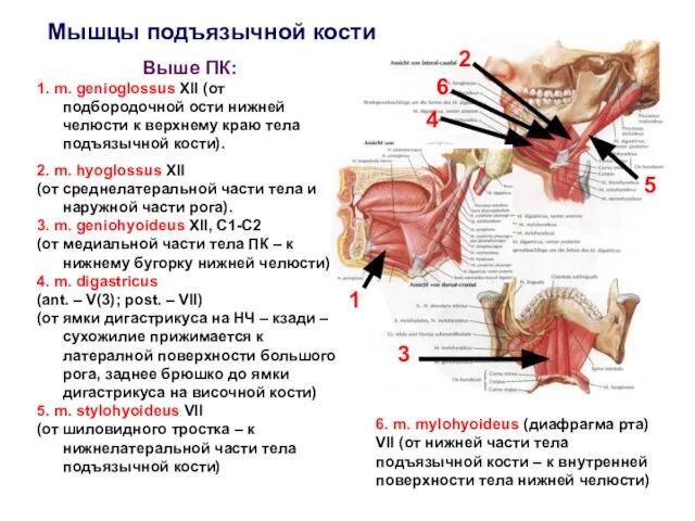 Мышцы подъязычной кости Выше ПК: 1. m. genioglossus XII (от подбородочной