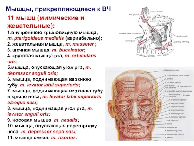 Мышцы, прикрепляющиеся к ВЧ 11 мышц (мимические и жевательные): 1.внутреннюю крыловидную