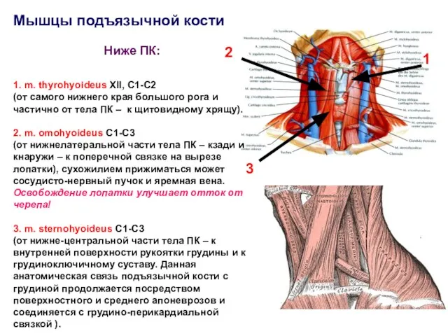 Мышцы подъязычной кости Ниже ПК: 1. m. thyrohyoideus XII, C1-C2 (от