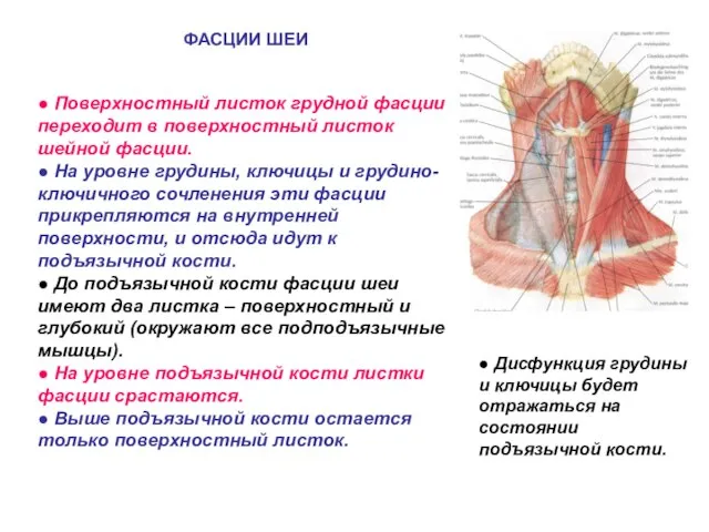 ФАСЦИИ ШЕИ ● Поверхностный листок грудной фасции переходит в поверхностный листок