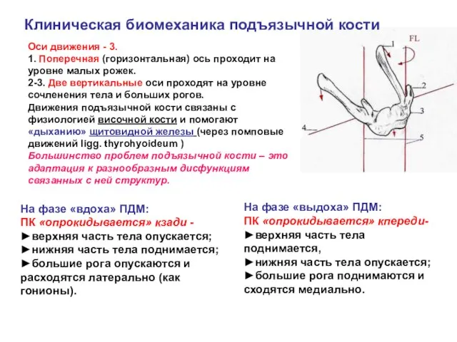 Клиническая биомеханика подъязычной кости Оси движения - 3. 1. Поперечная (горизонтальная)