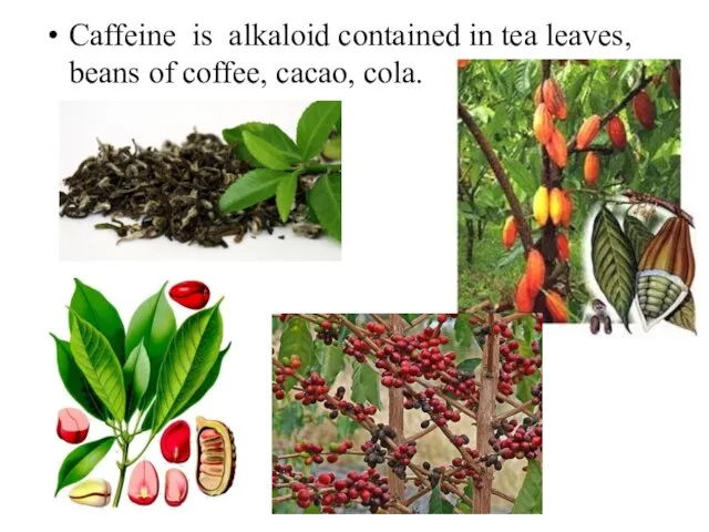 Caffeine is alkaloid contained in tea leaves, beans of coffee, cacao, cola.