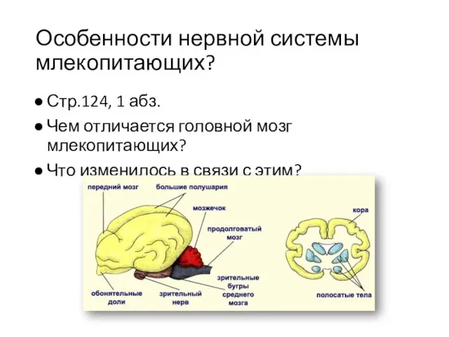 Особенности нервной системы млекопитающих? Стр.124, 1 абз. Чем отличается головной мозг