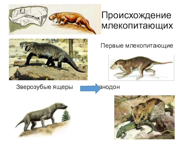 Происхождение млекопитающих Первые млекопитающие Зверозубые ящеры меланодон