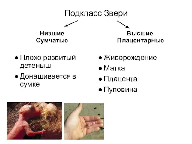 Низшие Сумчатые Плохо развитый детеныш Донашивается в сумке Высшие Плацентарные Живорождение Матка Плацента Пуповина Подкласс Звери