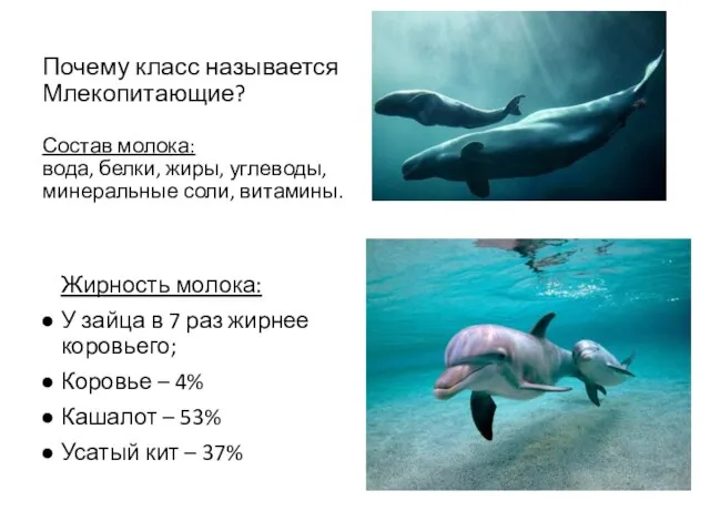 Почему класс называется Млекопитающие? Состав молока: вода, белки, жиры, углеводы, минеральные