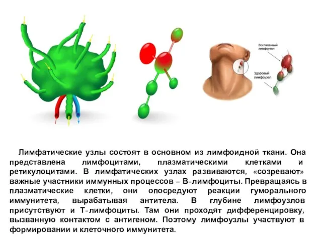 Лимфатические узлы состоят в основном из лимфоидной ткани. Она представлена лимфоцитами,