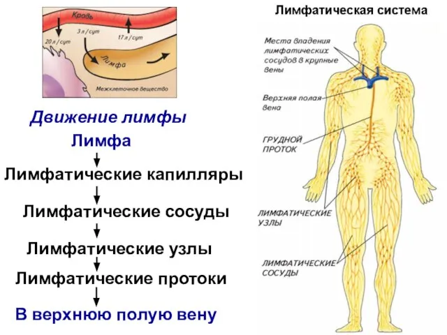 Лимфатические капилляры Лимфатические сосуды Лимфатические узлы Лимфатические протоки Лимфа В верхнюю полую вену Движение лимфы