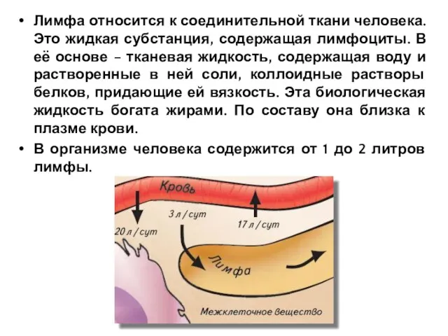 Лимфа относится к соединительной ткани человека. Это жидкая субстанция, содержащая лимфоциты.