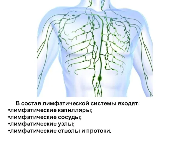 В состав лимфатической системы входят: лимфатические капилляры; лимфатические сосуды; лимфатические узлы; лимфатические стволы и протоки.