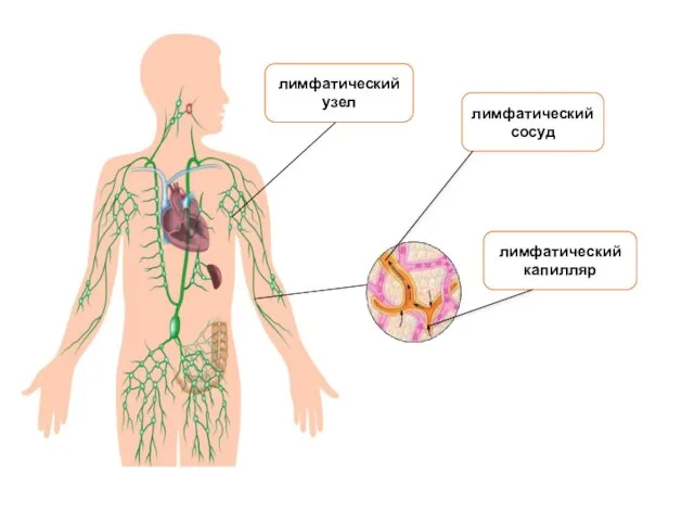 лимфатический капилляр лимфатический узел лимфатический сосуд