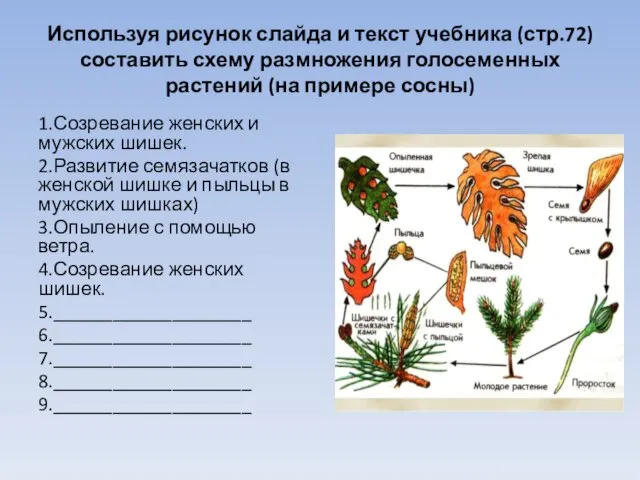 Используя рисунок слайда и текст учебника (стр.72) составить схему размножения голосеменных