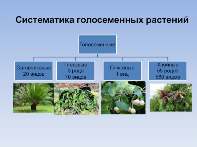 Систематика голосеменных растений