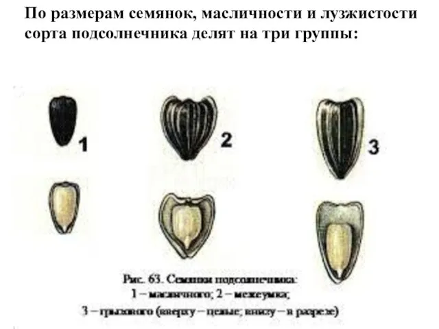 По размерам семянок, масличности и лузжистости сорта подсолнечника делят на три группы: