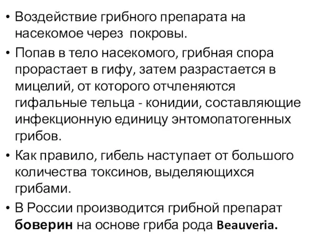 Воздействие грибного препарата на насекомое через покровы. Попав в тело насекомого,