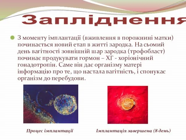 З моменту імплантації (вживлення в порожнині матки) починається новий етап в