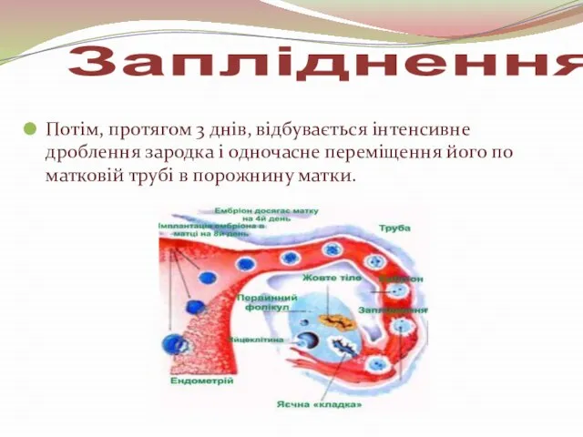 Потім, протягом 3 днів, відбувається інтенсивне дроблення зародка і одночасне переміщення